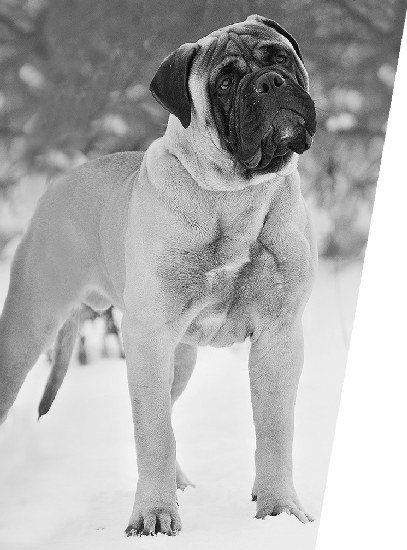 Fullhouse Bullmastiffs header1