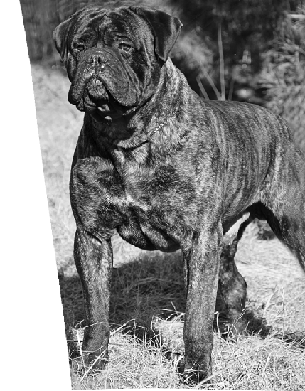 Fullhouse Bullmastiffs header2