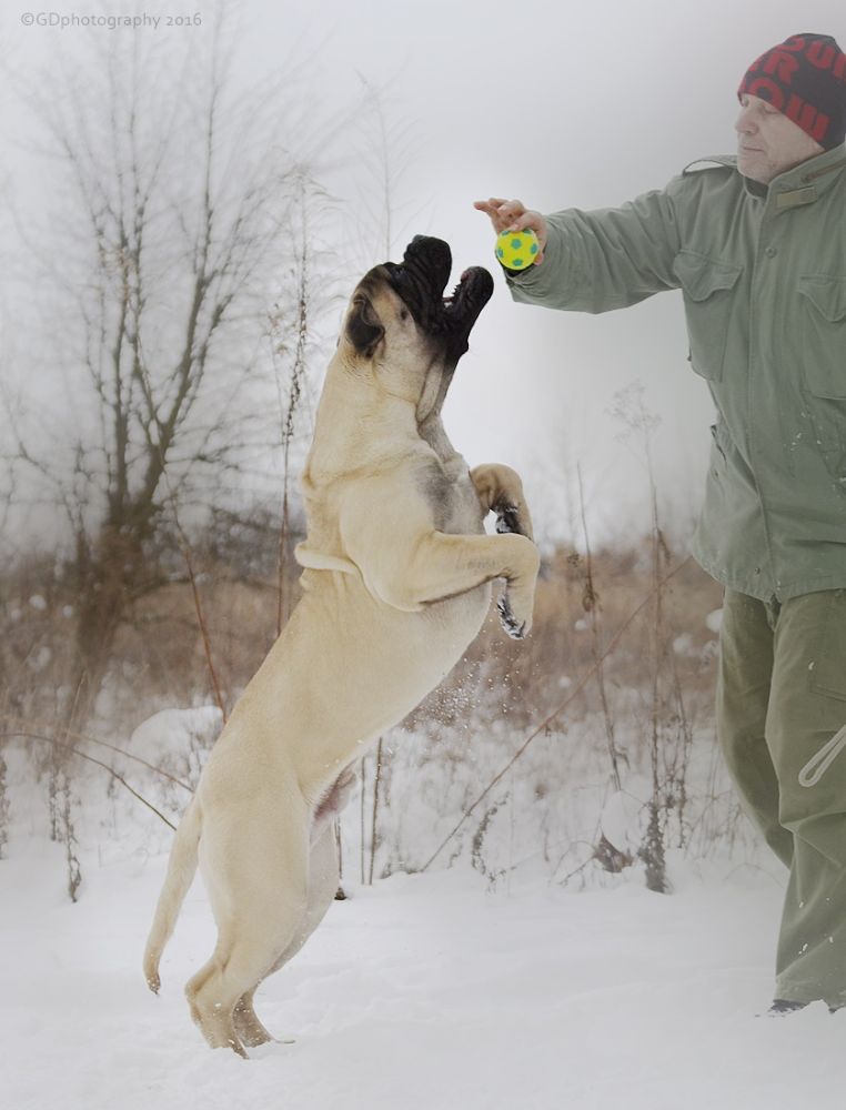 Tresor Fullhouse Amber Dream